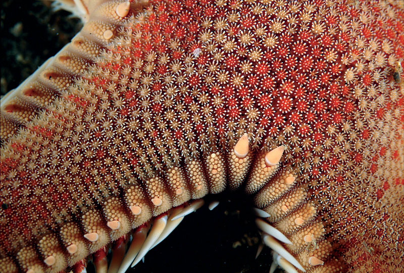 Astropecten irregularis e Astropecten aranciacus